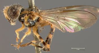 Media type: image;   Entomology 13139 Aspect: habitus lateral view